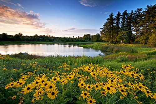 Earthcare Seeds Black Eyed Susan (Rudbeckia Hirta) 500 Seeds - Heirloom - Open Pollinated - Beautiful Flower Seeds For Planting - Attracts Pollinators #TOP4
