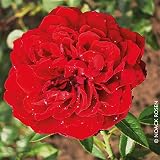 Kletterrose „Belkano (Premium) - samtrot blühende Topfrose im 6 L Topf - frisch aus der Gärtnerei - Pflanzen-Kölle Gartenrose