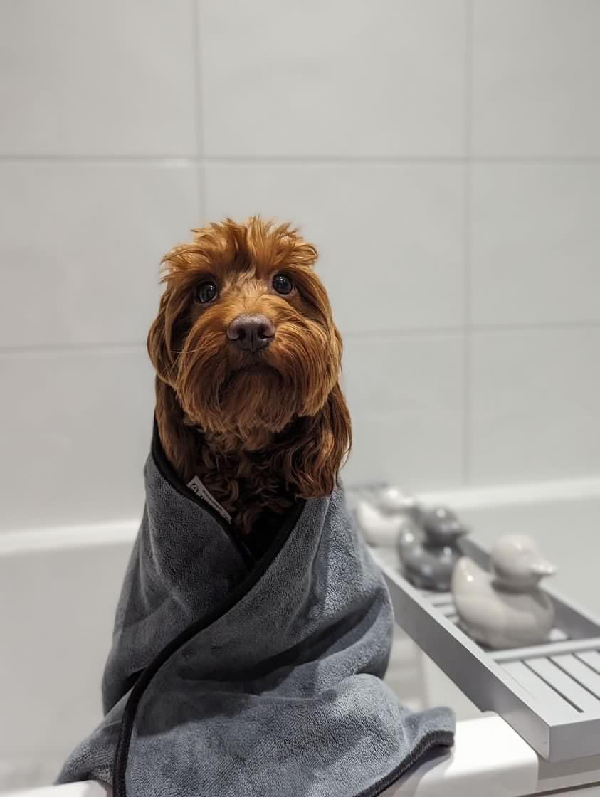 Extra Large, Soft, Microfibre Pet Towel, Super Absorbent, Quick Drying, Lightweight, 140cm x 70cm, Microfibre Towel - Image 3