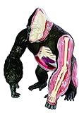 Famemaster 4D Vision Gorilla Anatomy Model