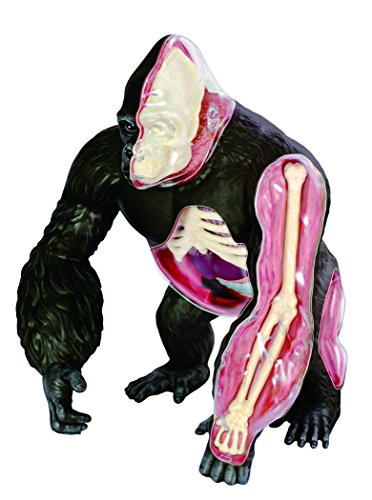 Famemaster 4D Vision Gorilla Anatomy Model