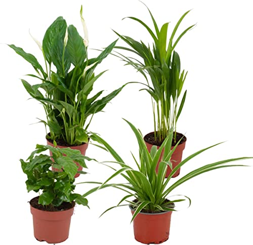 Set de 4 Plantas Purificadoras del Aire Naturales: Spathiphyllum - Palmera Areca - Planta del Café - Chlorophytum