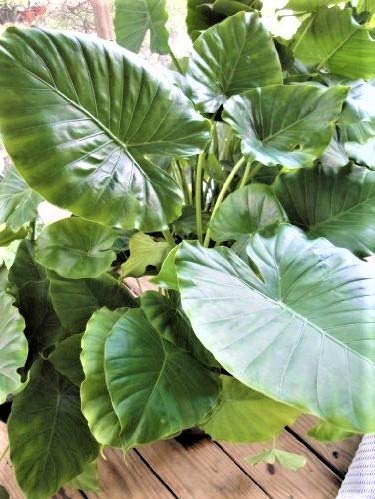 Alocasia Macrorrhiza , Elephant Ear #TOP2