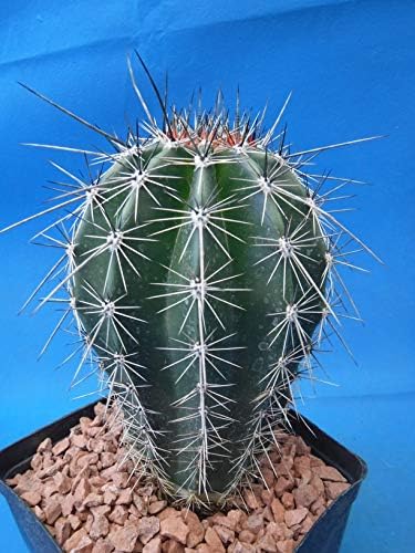 Tucson Tools Goognice Saguaro Cactus 5" to 10" Tall 8 to 10 Years Old (Shipped Bare Root!)