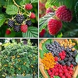 Mixrug Mix Raspberry Seeds for Planting Outdoor, 500+pcs Raspberry Fruits Seed Non-GMO Heirloom Sweet Edible Fruit, Sweet Juicy Fruits Plants in Your Home Garden