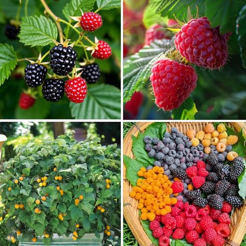 Mixrug Mix Raspberry Seeds for Planting Outdoor, 500+pcs Raspberry Fruits