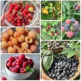 Tanto si es un jardinero novato como experimentado, puede disfrutar semillas en casa.