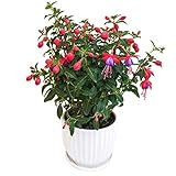 Fuchsia Hybrida Plants Seeds 30pcs Colorido Fresco Floración masiva Fácil de cultivar Plantas de flores Semillas para plantar Jardín Decoración de macetas