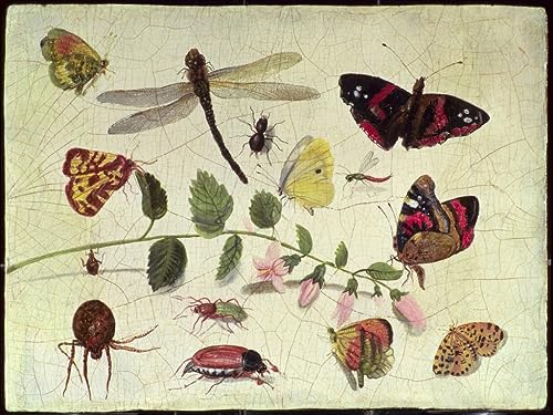 Toile Jan Van Kessel fleurs insectes pour décorer un mur blanc