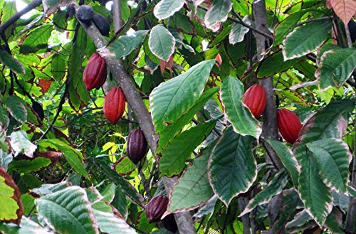 Image of M-Tech Gardens Rare Theobrama Coco Chocolate Plant Seedling Live Plant