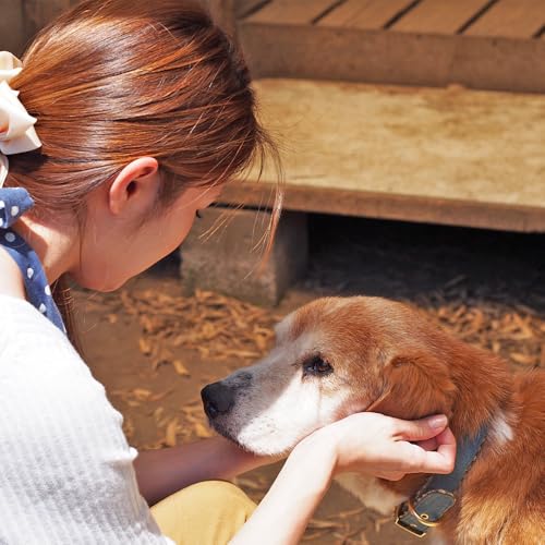 保健所犬猫レスキュー[返礼品なしのご寄附]国富町 宮崎県 保護 犬 猫 いぬ ねこ イヌ ネコ 動物 どうぶつ ペット (1,000円)