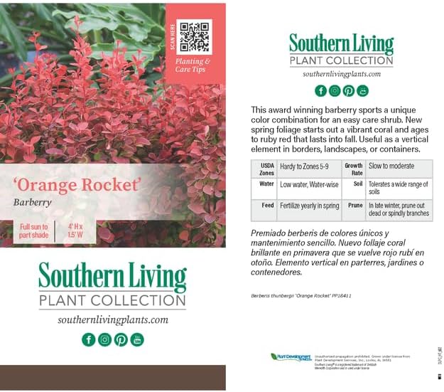 Southern Living Orange Rocket Barberry Shrub, Coral-Orange to Ruby Red Foliage, 1 Gallon