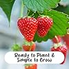 Eversweet Strawberry Bareroot Plants (30-Pack), Everbearing Live Plants, Non-GMO, Zone 5-10, Great for Southeast #3