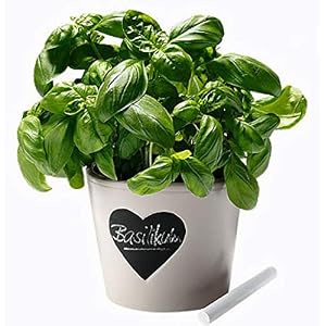 Basilikum Italienisch Großes Blatt Kräutersamen (Ocimum basilicum) 100 + Seeds