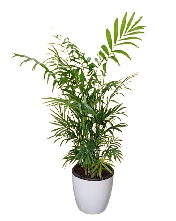 Sugram Air Purifying Bamboo Palm Live Plant with Self Watering Pot | For Home, Office, Livingroom, Garden Decor, indoor plants for living room (5.5 inch pot) (B0CPQSBKXM) Amazon Price History, Amazon Price Tracker