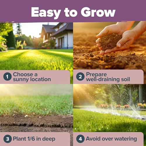 HOME GROWN Premium English Lavender Seeds -1,300 Herb Seeds,Wildflower Seed for Planting Indoor/Outdoor, High Germination,Plant Flower Seeds(Lavandula antustifolia) - Image 6