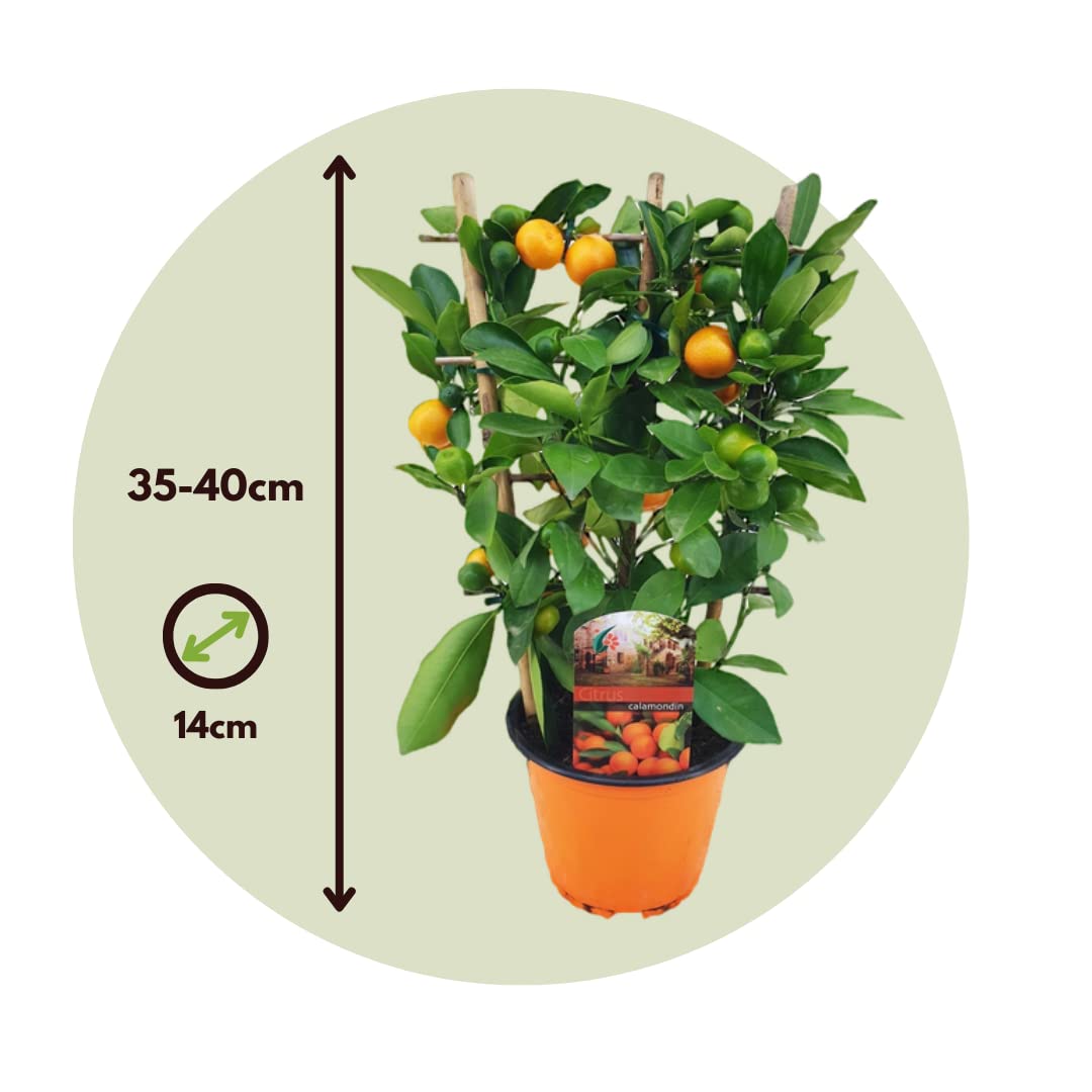 Plant in a Box - Citrus Calamondin am Gestell - Mini Mandarine - Zitrusbaum  - Zimmerpflanze - Topf 14cm - Hhe 25-40cm : Amazon.de: Garten