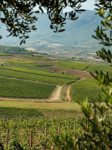 Zaccagnini Tralcetto Vino Dealcolato Bianco – Senza Alcol – Bottiglia 750 Ml – Fresco, Fruttato, Leggero - 5