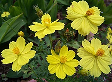 "Lemon Yellow" Sulphur Dwarf Cosmos Flower Seeds For Planting, 100+ Heirloom Seeds Per Packet, Non Gmo Seeds, (Isla's Garden Seeds), Scientific Name: Cosmos Sulphureus, Great Home Garden Gift #TOP2