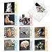 Cat Yoga: Assorted Bulk Pack of Blank Notecards Stationary with Hilarious Snapshots of Cool Cats Exercising and Chilling, Box of 10 Greeting Cards and Envelopes (MQ4952OCB-B1x10).