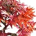 Leaf Hoja 50cm Artificial Árbol, Bonsái de Arce Rojo, 60 cm