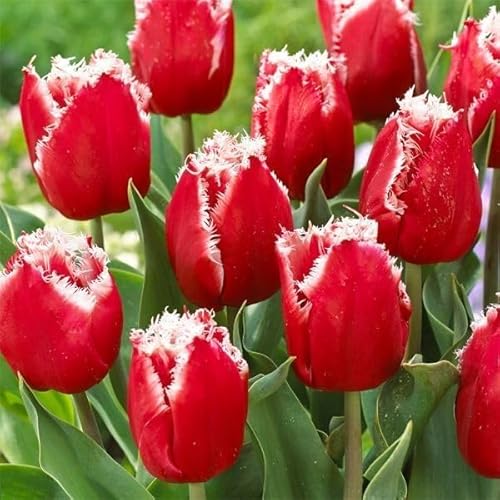 チューリップ 球根 ニューサンタ 10球 チューリップの球根/国華園 25年秋商品のサムネイル