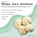 Neptune Natural Sea Wool Sponge - All Natural Honeycomb Renewable Sea Sponge, Medium, Approx. 4 Inches