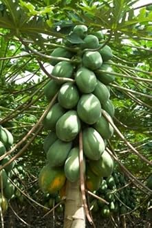 Papaya seeds - Hybrid high yield (20 SEEDS)