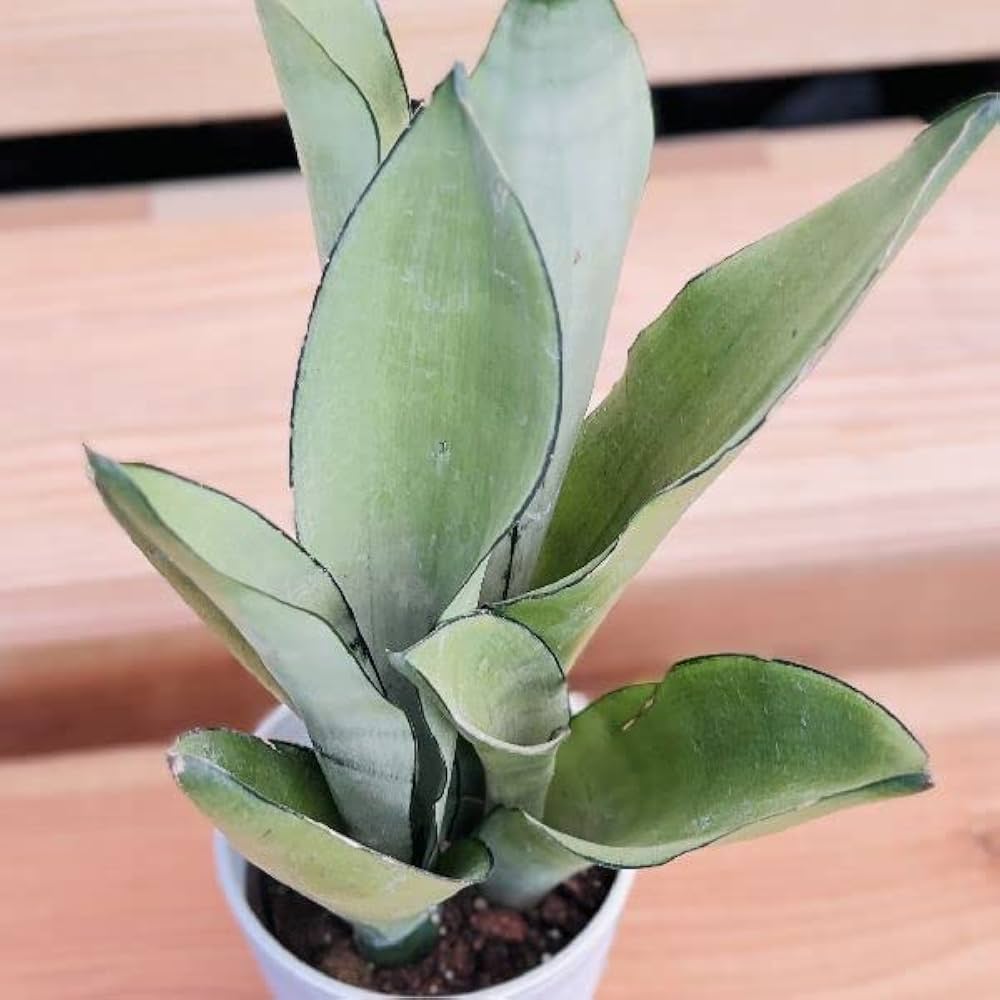 サンスベリア シルバーキング❣️ お買い得な⑩株SET❣️ サンスベリア シルバーキング❣️ お買い得な⑩株SET❣️ 楽天