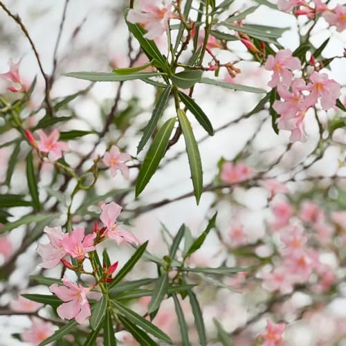 oleander deko wohnzimmer balkon oleander minigarten sträucher winterhart blühend zimmerpflanzen immergrüne winterharte kübelpflanzen deko ausgefallene geschenke blumensamen 18samen
