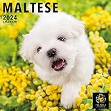 PICTWAN(ピクトワン) 2024年版カレンダー 【L版】マルチーズ L015