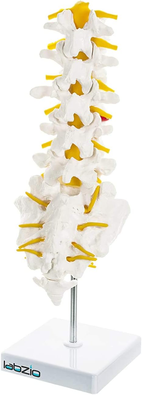 Labzio PremiumLumbar Vertebrae 1-5 with Sacrum Bone & Spinal Nerves - Premium Anatomical Model with Detailed Study Guide - Ideal for Medical Students, Educators, and Healthcare Professionals