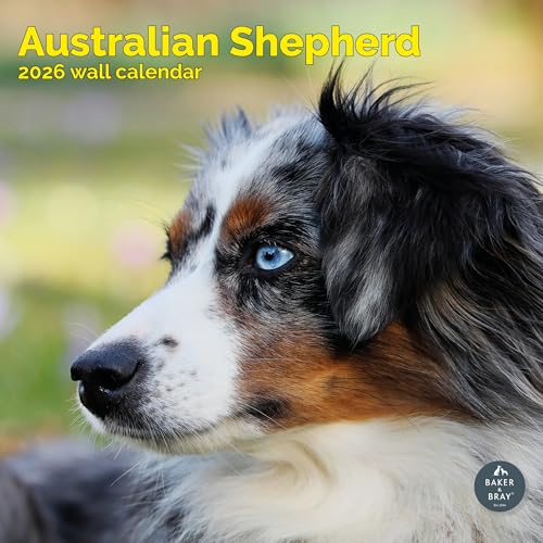 Baker and Bray Australian Shepherd Calendar 2026, Large Square Wall Calendar, 16 Month, Australian Shepherd Gift Dog Calendar.