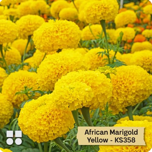 Image of African Marigold KS2628 - Semi Tall (60-75 cm) | Professional Nursery & Commercial Grade Flower Seeds | Bulk Packs for Farmers & Growers (Yellow, 10 Gm)
