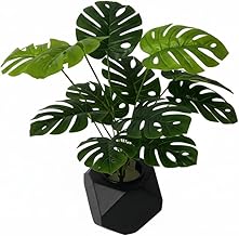 زراعة صناعية نبت القشطه مع بوت اسود ارتفاع النبه مع البوت .70سم