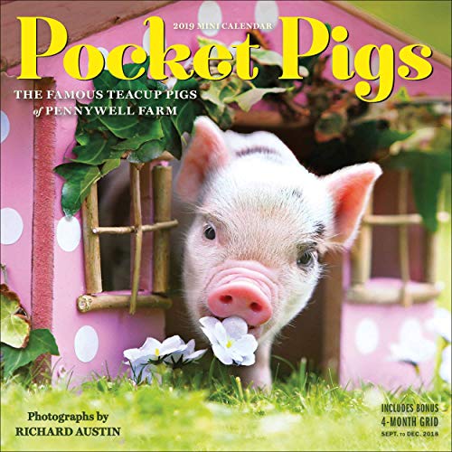 Pocket Pigs 2019 Calendar: The Famous Teacup Pigs of Pennywell Farm