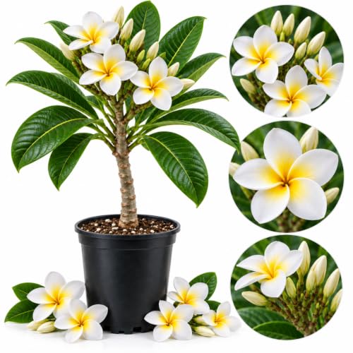 White Plumeria Tropical Flowering Plant