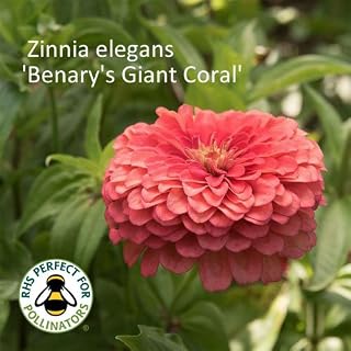 Zinnia 'Benary's Giant Coral' Seeds. Giant Coral Zinnias