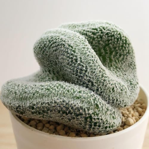 綴化」の人気商品一覧 | 安い商品を通販サイトから探す - 価格.com