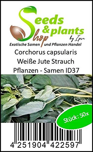 Stk - 50x Corchorus capsularis Weiße Jute Strauch Pflanzen - Samen ID37 - Seeds Plants Shop Samenbank Pfullingen Patrik Ipsa - Image 5