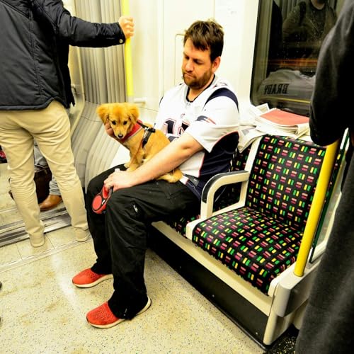 Would letting Pets on Public Transport be a wise decision?