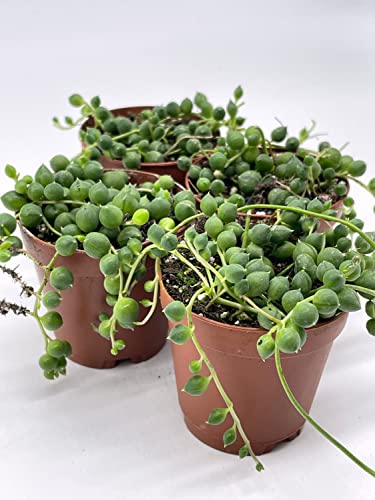 String Of Pearls, Senecio Rowleyanus, In 2 Inch Pot Super Cute Great Plant Gift, Collector's Succulent, Live Potted Rooted And Wrapped #TOP4