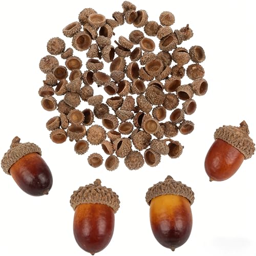 100 unidades de bellotas naturales secas para manualidades miniatura 4