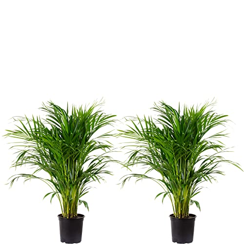 Areca Dypsis Lutescens Lot de 2 palmiers à fruits dorés Hauteur env. 100 cm Diamètre du pot 21 cm