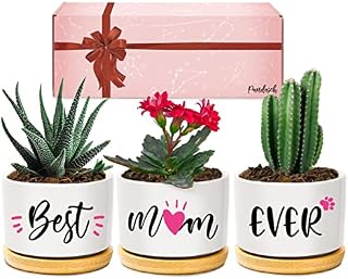 Gifts for Mum, Mum Birthday Gifts from Daughter or Son, Best Mum Ever Succulent Planters, Birthday Gifts for Mum, Unique Presents for Mum on Christmas Birthday Thanksgiving Valentines Mother's Day