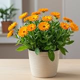 Calendula Plant Live, Well-Rooted 3-4' Starter, Cold-Hardy Calendula Officinalis for Companion Planting