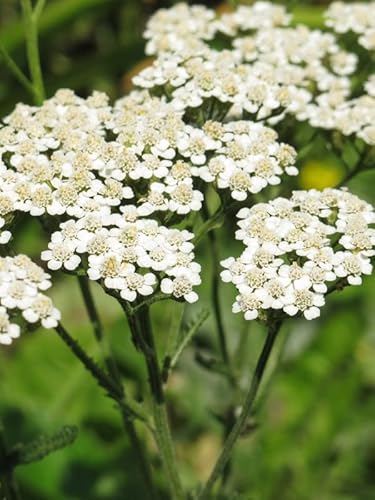 Schafgarbe (Achillea millefolium) - ca. 5000 Samen vielseitige mehrjährige Heilpflanze Teepflanze Wildblume