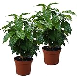 Echter Kaffee Pflanze, (Coffea arabica), Zimmer und Kübelpflanze, (2 Pflanzen)