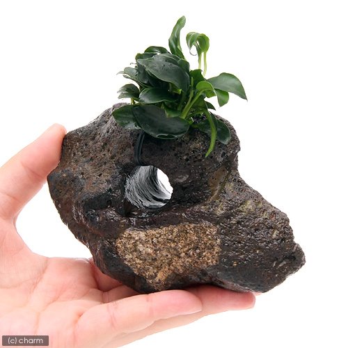 Amazon.co.jp: （水草）アヌビアスナナ プチ付 穴あき溶岩石（水上葉 
