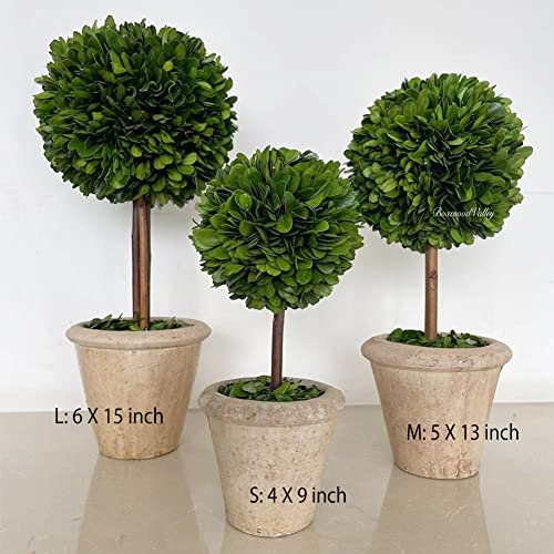 La Mejor Selección de Tiendas de plantas naturales favoritos de las personas. 9 Imagen adicional